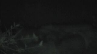 FU10 Night Crawling 290-292 ipcam 2